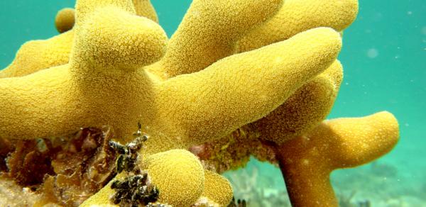 korallowie-rifi-gubki