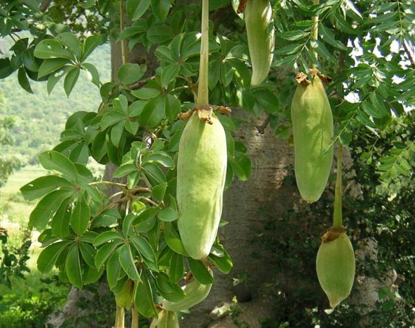 plodi-baobaba