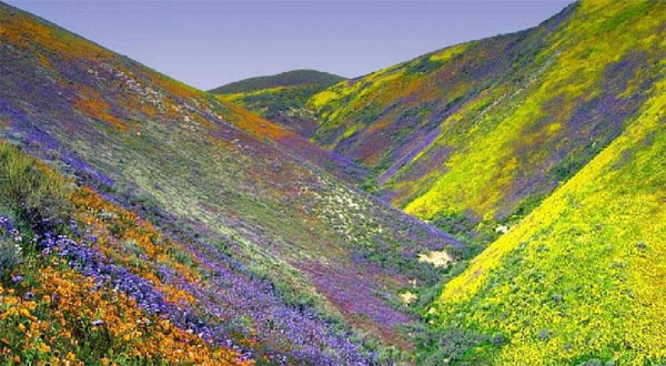 dolina-zvetov-india